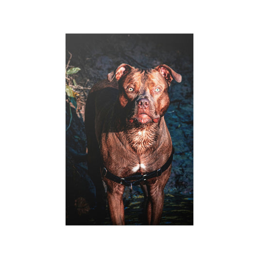 Dog Satin Posters (210gsm)