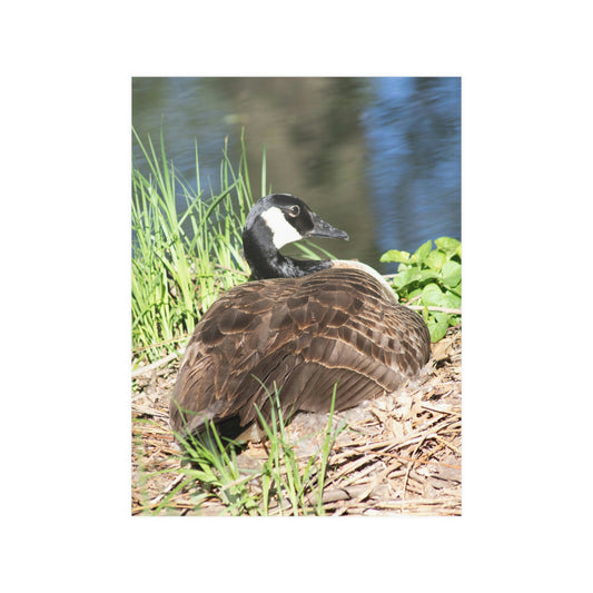 Nesting duck Satin Posters (210gsm)