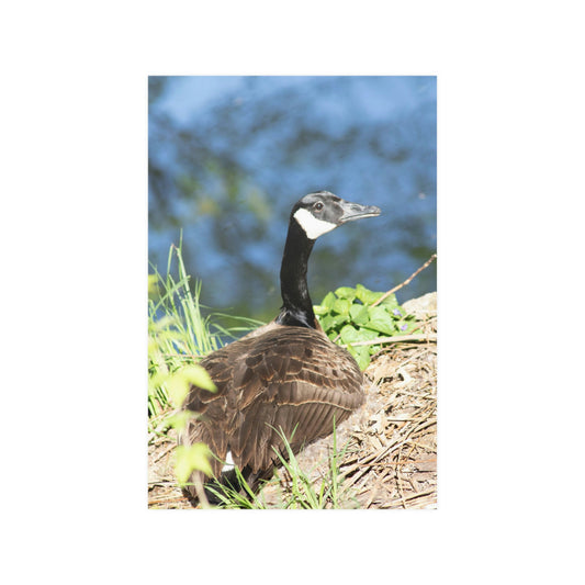 Goose Satin Posters (210gsm)