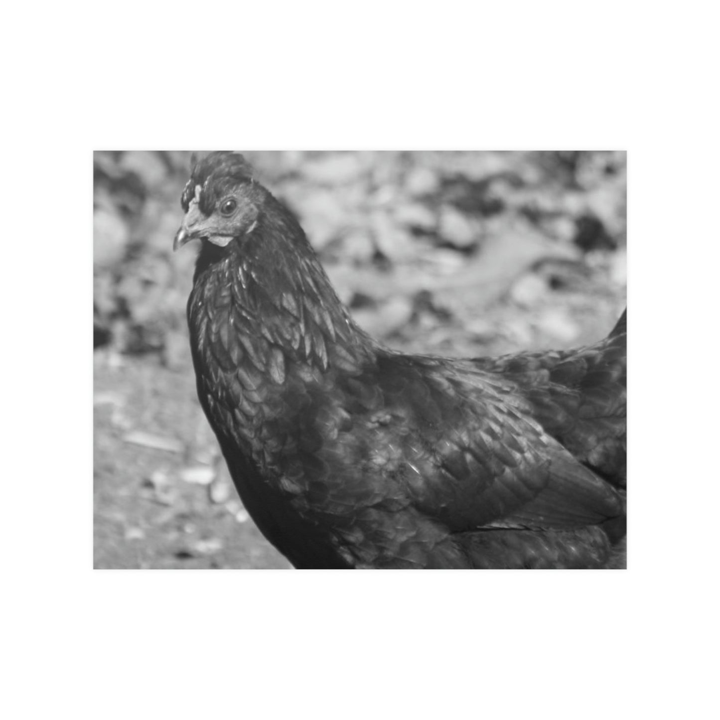 Chicken Satin Posters (210gsm)