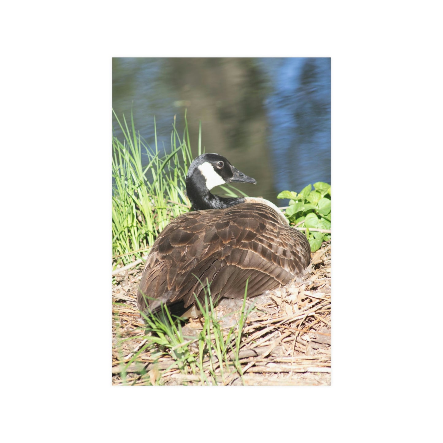 Nesting duck Satin Posters (210gsm)