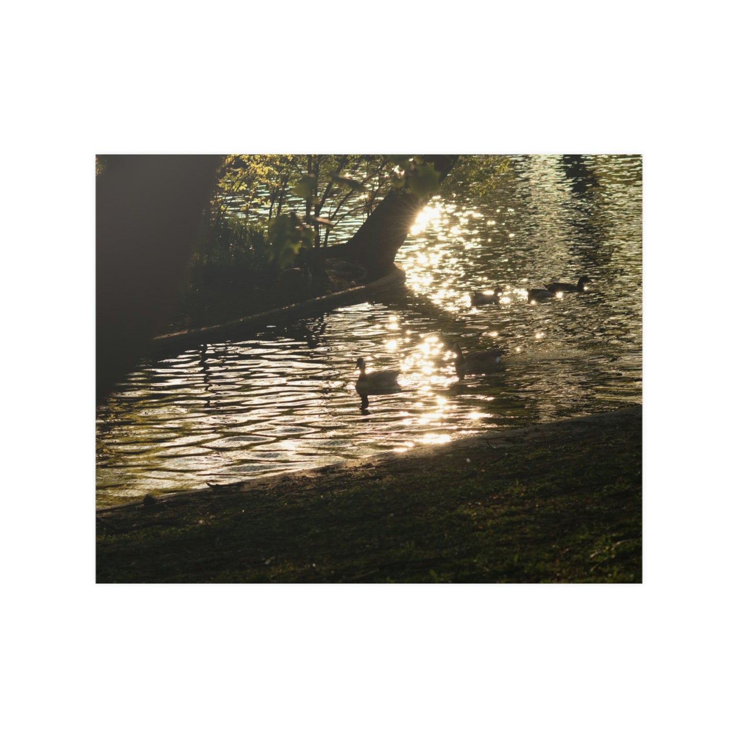 Sunset duck Satin Posters (210gsm)