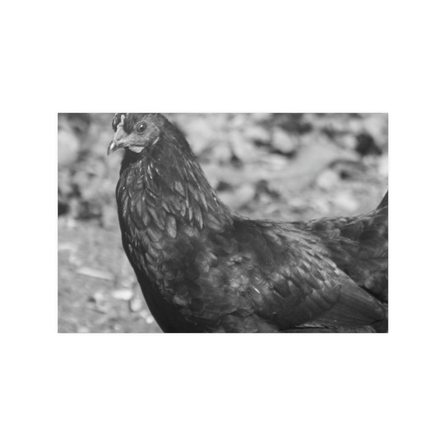 Chicken Satin Posters (210gsm)