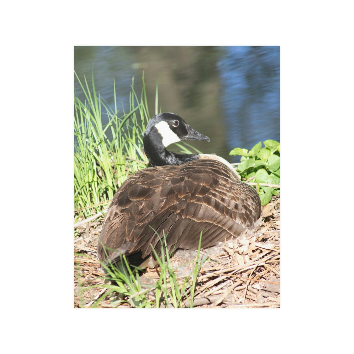 Nesting duck Satin Posters (210gsm)