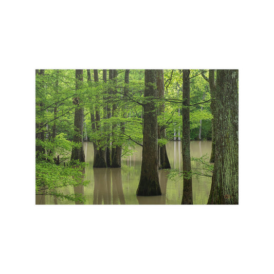 swamp land Satin Posters (210gsm)